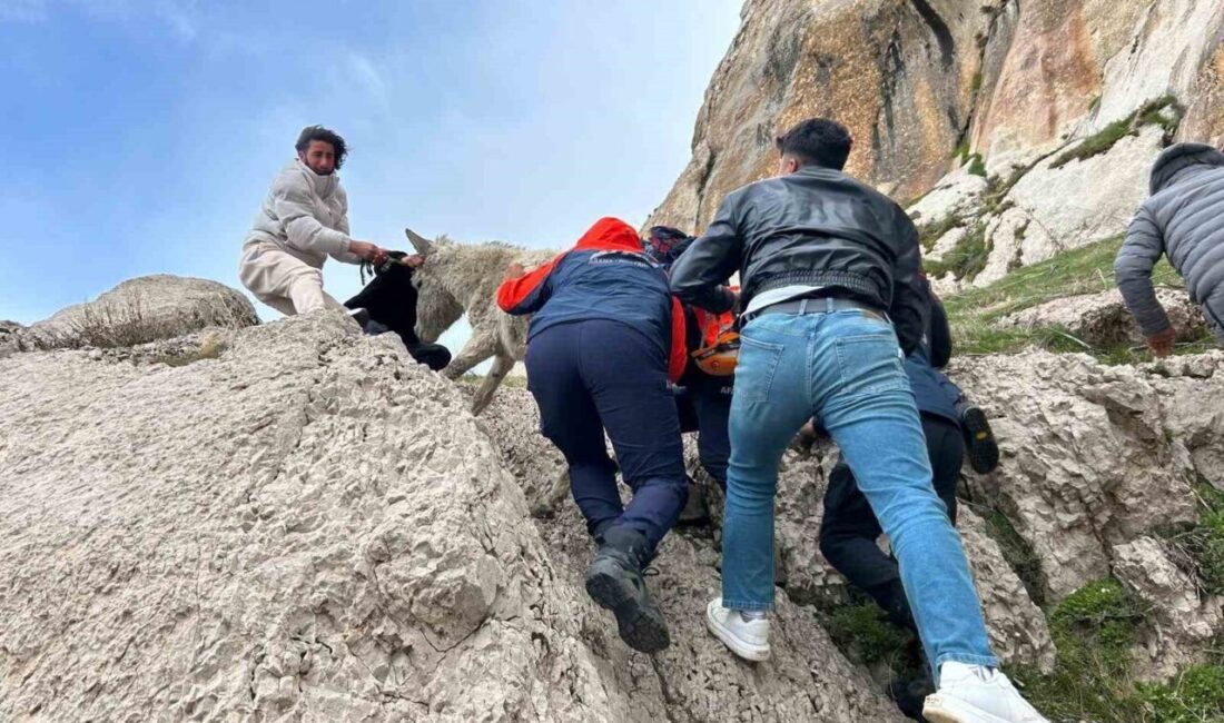 Van’ın Tuşba ilçesinde, sarp kayalıklarda mahsur kalan bir eşeğin kurtarılması