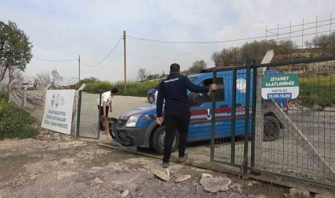 Yalova Belediyesi Sokak Hayvanları Yaşam Merkezi’nde meydana gelen köpek ölümleriyle