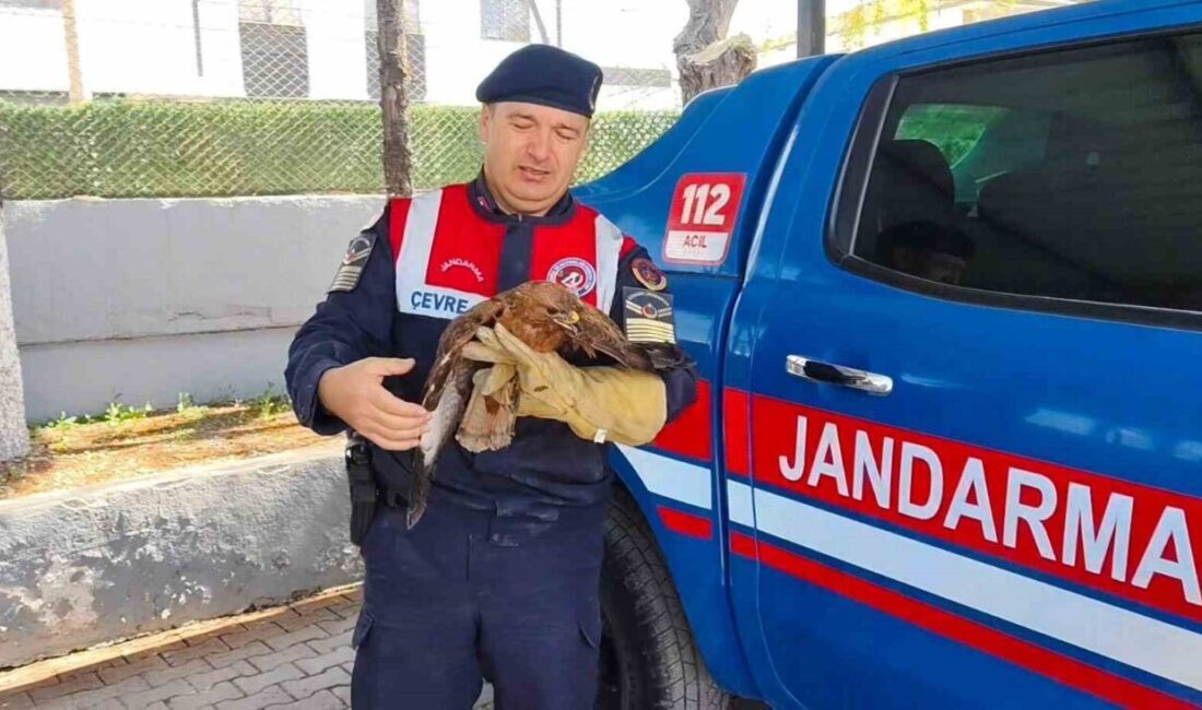 Yozgat’ın Boğazlıyan ilçesinde bulunan yaralı bir şahin, koruma altına alındı.