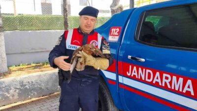 Yozgat’ın Boğazlıyan ilçesinde bulunan yaralı bir şahin, koruma altına alındı.