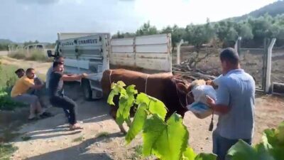 Mudanya ilçesinde, bir kamyonetten indirilen kurbanlık boğa sahiplerine zor anlar