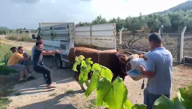 Mudanya ilçesinde, bir kamyonetten indirilen kurbanlık boğa sahiplerine zor anlar