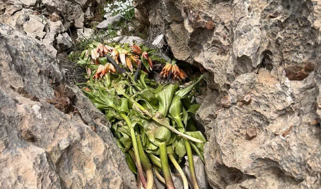 Adıyaman ilinde, belirlenemeyen kişi veya kişiler tarafından zarar verilmesi sonucunda