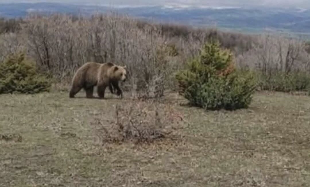 Yozgat’ın Saraykent ilçesine bağlı Ozan kasabası arazisinde görülen yetişkin bir