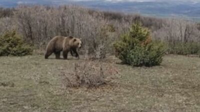 Yozgat’ın Saraykent ilçesine bağlı Ozan kasabası arazisinde görülen yetişkin bir
