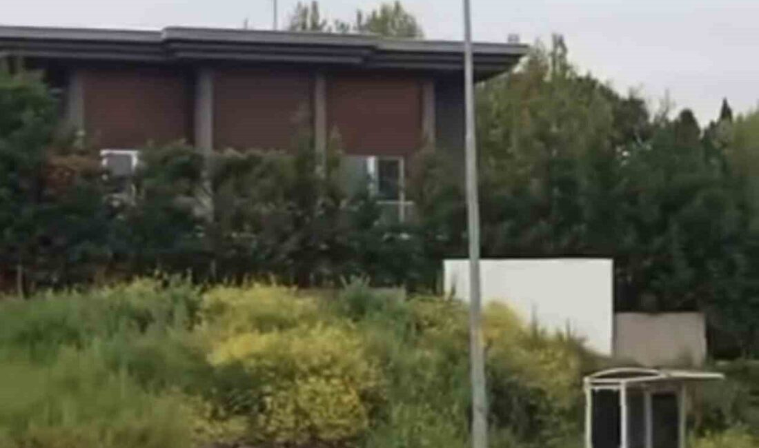 Bursa’da bir grup aç kalan domuz, Mudanya ilçesi Bademli Mahallesi’nde