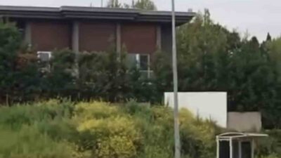 Bursa’da bir grup aç kalan domuz, Mudanya ilçesi Bademli Mahallesi’nde