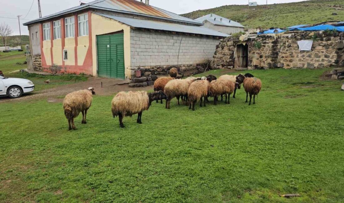 Bitlis’in Adilcevaz ilçesine bağlı Aydınlar beldesi Budaklı Mahallesinde, bir kurt