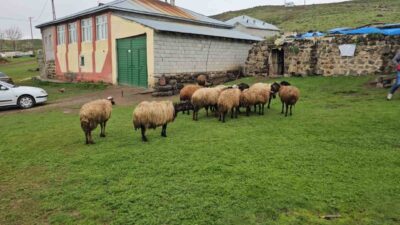 Bitlis’in Adilcevaz ilçesine bağlı Aydınlar beldesi Budaklı Mahallesinde, bir kurt