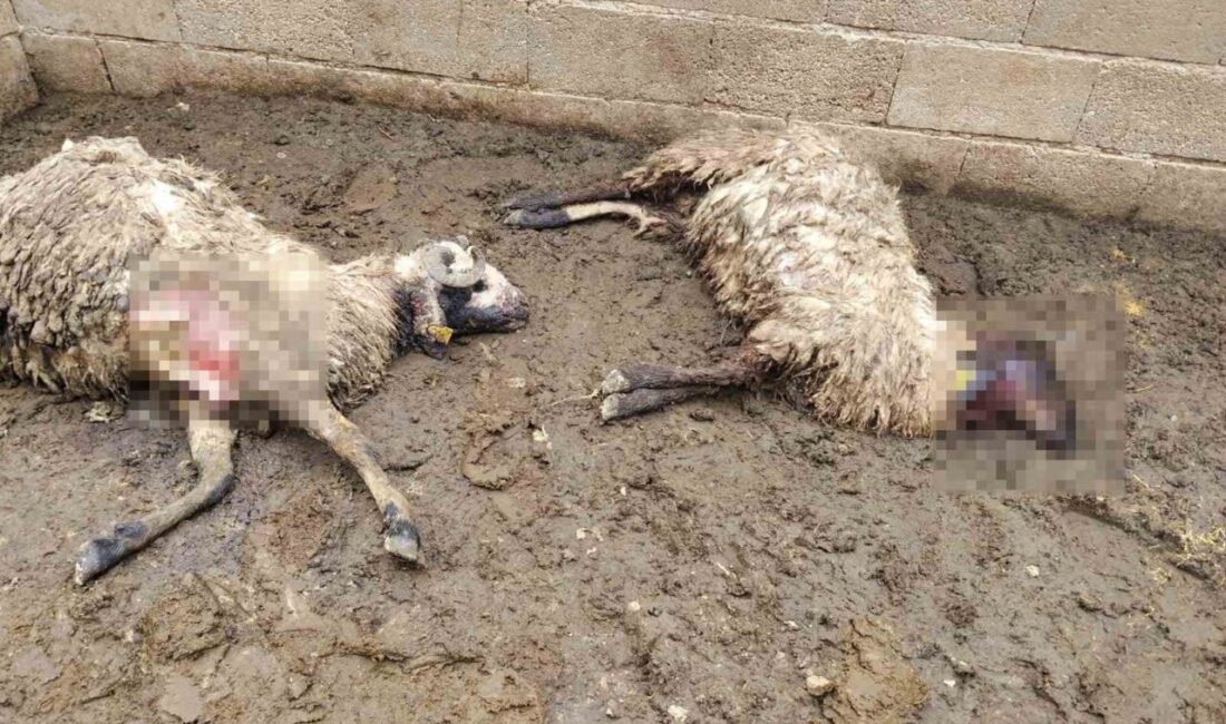 Birecik ilçesindeki bir kurbanlık küçükbaş hayvan ağına giren kurt, 2
