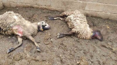 Birecik ilçesindeki bir kurbanlık küçükbaş hayvan ağına giren kurt, 2