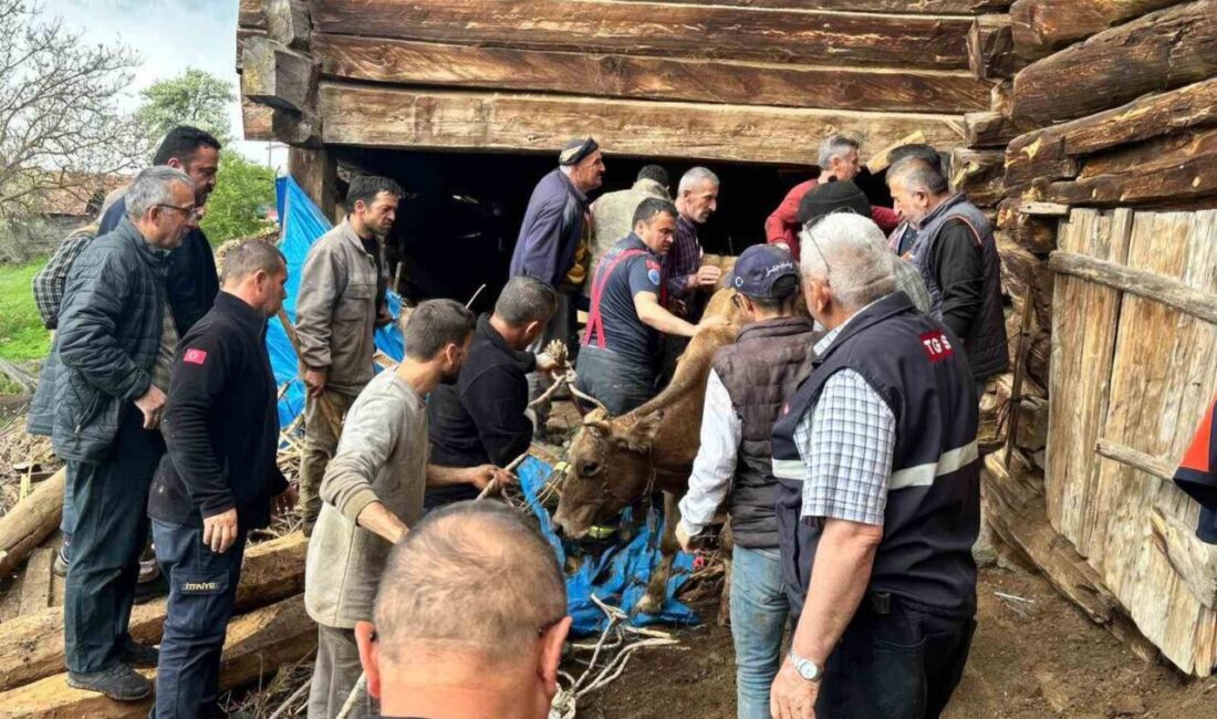 Kastamonu’nun Taşköprü ilçesinde, Bozarmut köyünde meydana gelen olayda bir ahırın