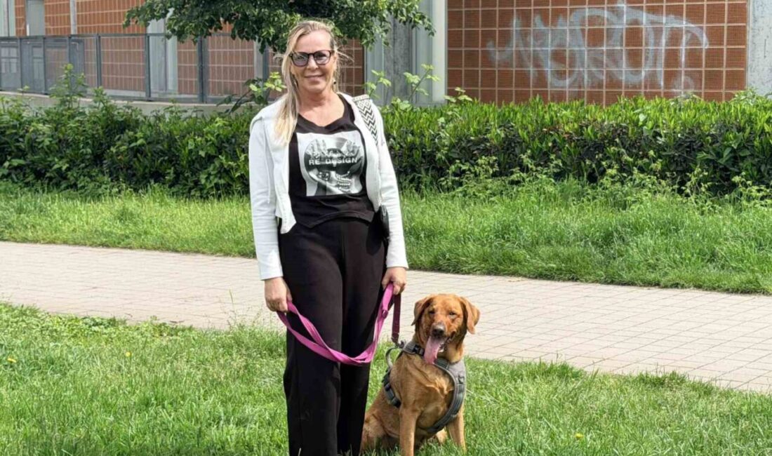 Almanya’da köpek sahipleri, hayvanlarının potansiyel maddi ve fiziksel zararlara karşı