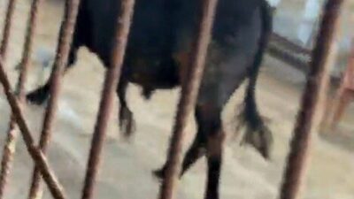 Ankara’da, Kızılcahamam’daki kurban pazarında bir kurbanlık dana, satıcılarından kaçarak kesimden