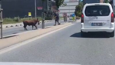 İstanbul’un Arnavutköy ilçesinde, sahibinden kaçan bir kurbanlık dana, sokak aralarında
