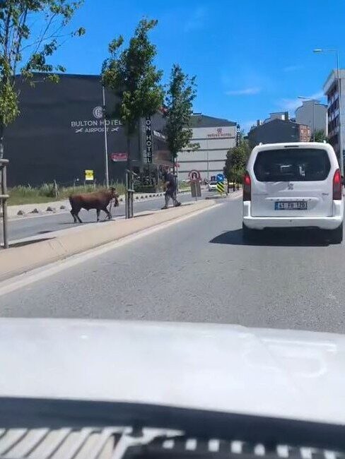 İstanbul’un Arnavutköy ilçesinde, sahibinden kaçan bir kurbanlık dana, sokak aralarında