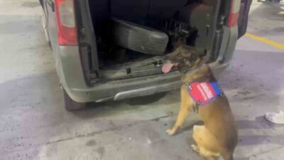 Tunceli’de yapılan operasyonda, uyuşturucu köpeği ‘Ayar’ın aracın bagaj ve kaputunda