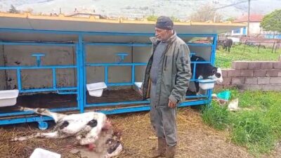 Konya’nın Karapınar ilçesinde, Yeşilyurt Mahallesinde bulunan Ahtrı’a ait 4 aylık