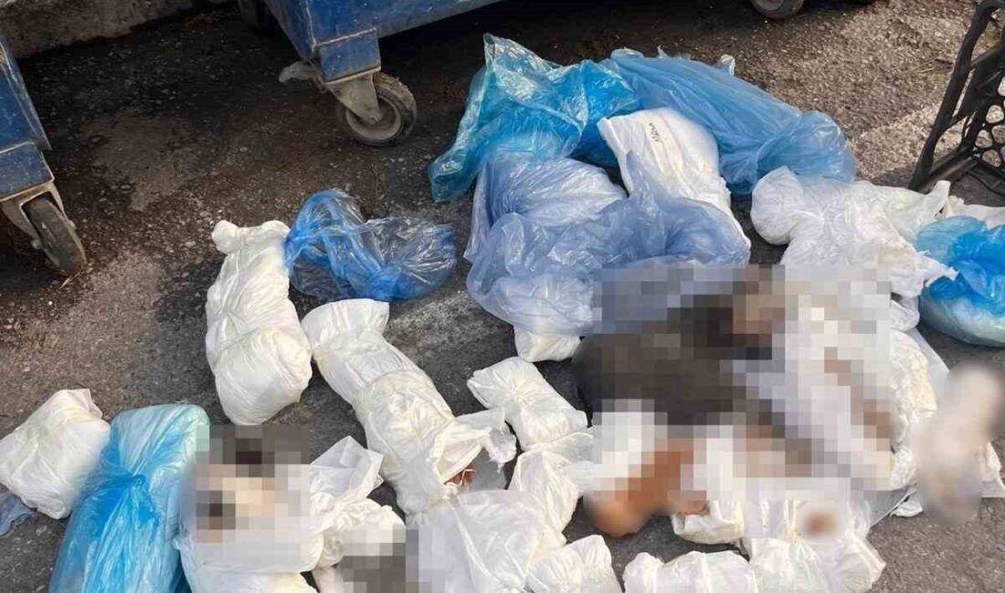 İzmir’in Buca ilçesinde, çöp konteynerinde 33 kedinin ölü bulunması olayına