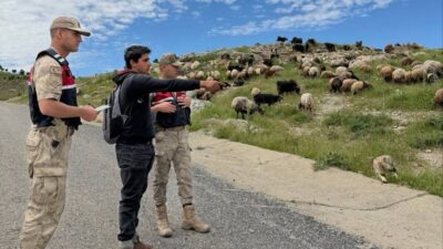 Batman’ın Sason ilçesinde jandarma ekipleri, yaklaşan Kurban Bayramı öncesinde hayvan