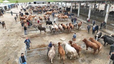 Sorgun ilçesi, Yozgat’ın önemli hayvancılık merkezlerinden biri olarak Kurban Bayramı