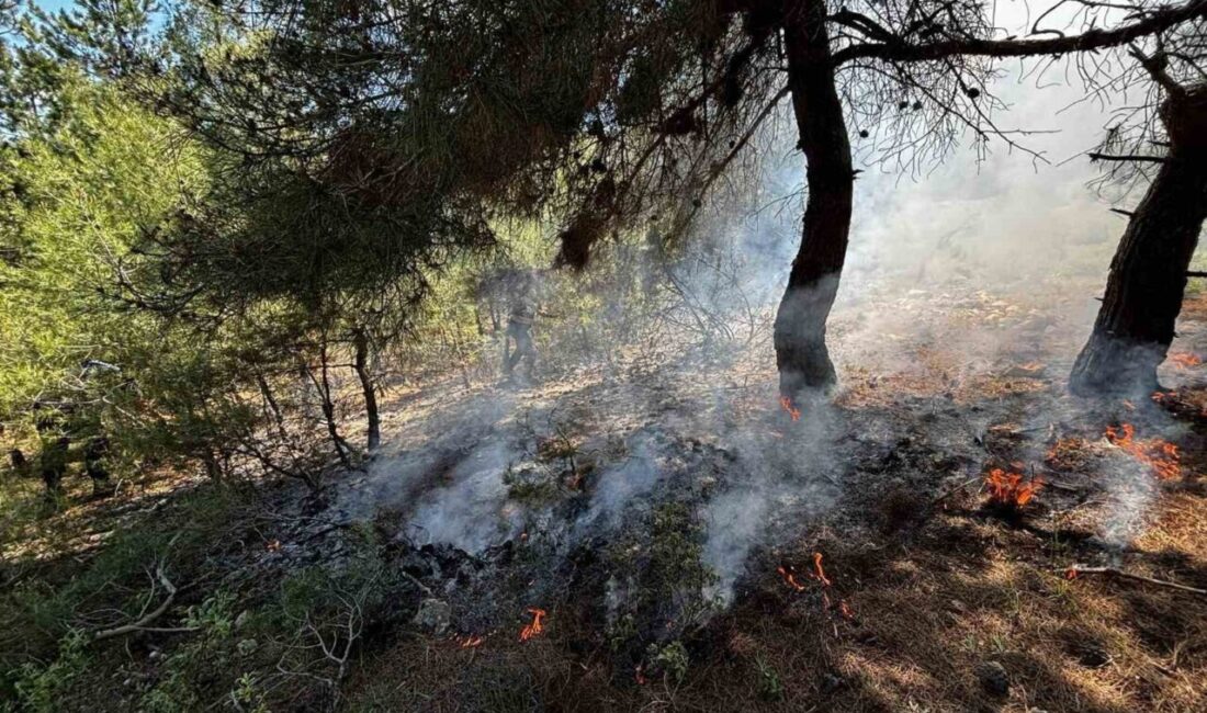 Bilecik’in Osmaneli ilçesinde ormanlık alanda yangın çıktı. Osmaneli ilçesine bağlı