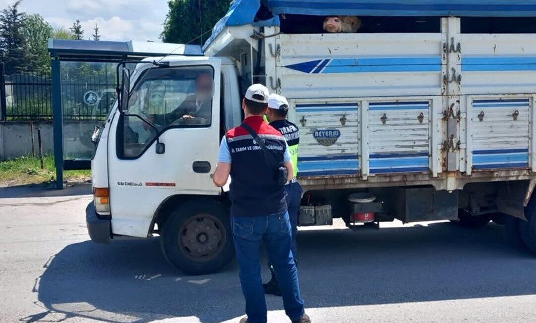 Kurban Bayramı öncesi kaçak veya hastalıklı hayvan sevklerini engellemek amacıyla