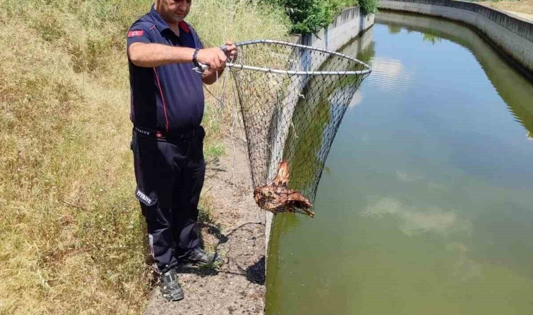 Aydın’ın Bozdoğan ilçesinde sulama kanalına düşen yaralı bir kartal, Aydın