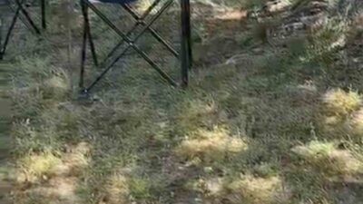 Bursa’nın İznik ilçesindeki bir mahallede ortaya çıkan sarı yılan paniğe