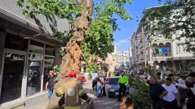 Bir ağacın Karacabey ilçesinde seyir halinde olan 2 araç ve