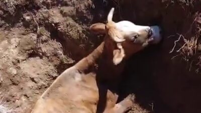 Yozgat’ın Sorgun ilçesine bağlı Halilfakılı köyünde çukura düşen bir inek,