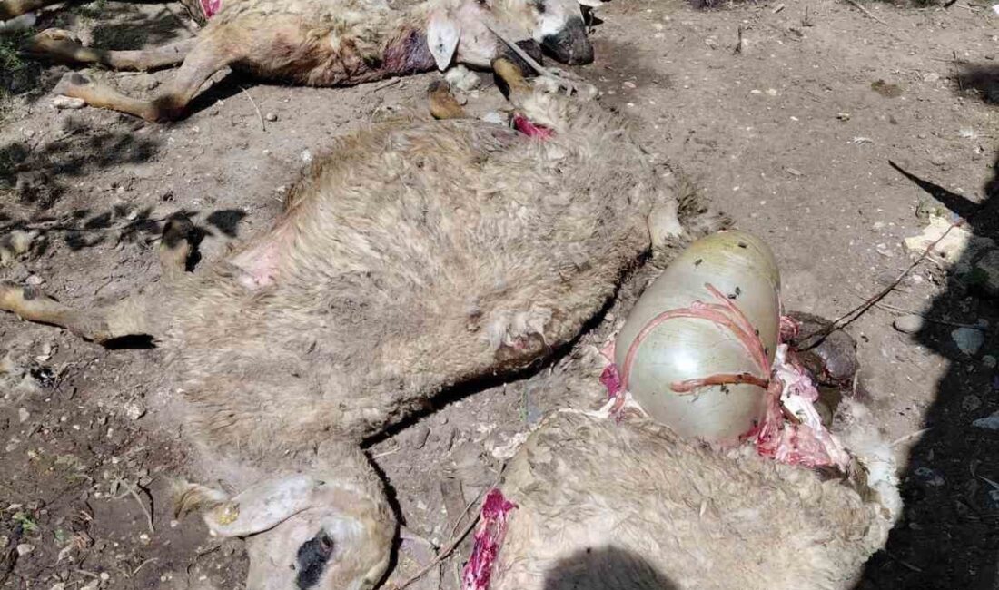 Kurtlar, Darende ilçesinde bir ağıla girerek küçükbaş hayvanlara zarar verdi.