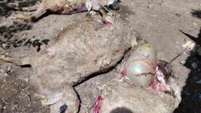 Kurtlar, Darende ilçesinde bir ağıla girerek küçükbaş hayvanlara zarar verdi.