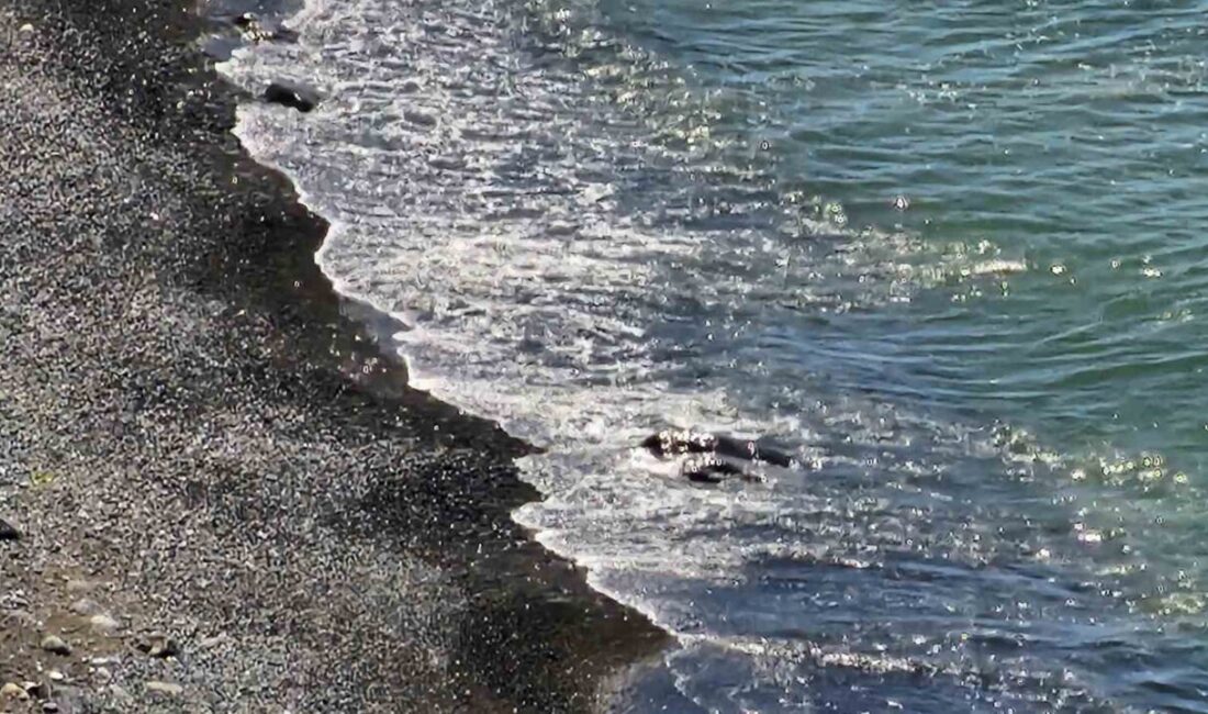 Zonguldak’ın Kozlu ilçesine bağlı Fatih Mahallesi’nde deniz kıyısında bir ceset