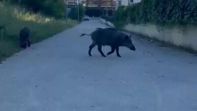 Bursa’da iki aç kalan domuz, yiyecek aramak amacıyla yerleşim yerine