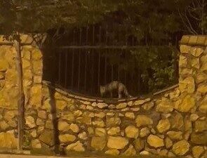 Elazığ şehrinde, bir tilkinin yerleşim alanına girerek bir tavuğu öldürmesi