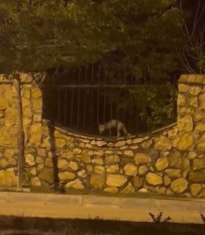 Elazığ şehrinde, bir tilkinin yerleşim alanına girerek bir tavuğu öldürmesi