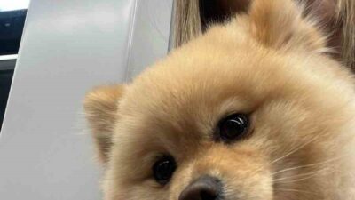 Gaziosmanpaşa’da yaşanan üzücü olayda Saliha Ahsen İl, köpeğini petshopa götürdüğünde
