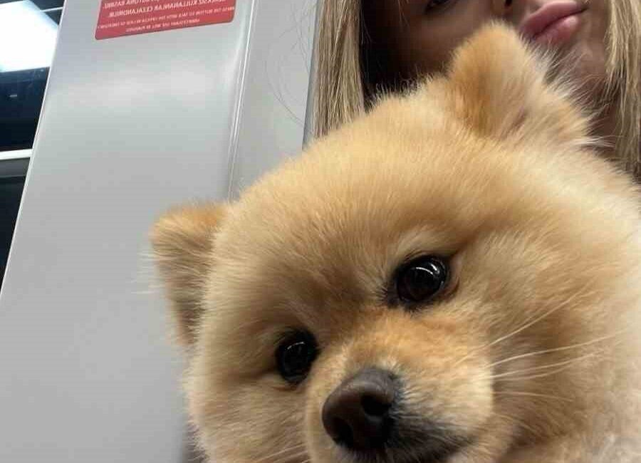 Gaziosmanpaşa’da yaşanan üzücü olayda Saliha Ahsen İl, köpeğini petshopa götürdüğünde