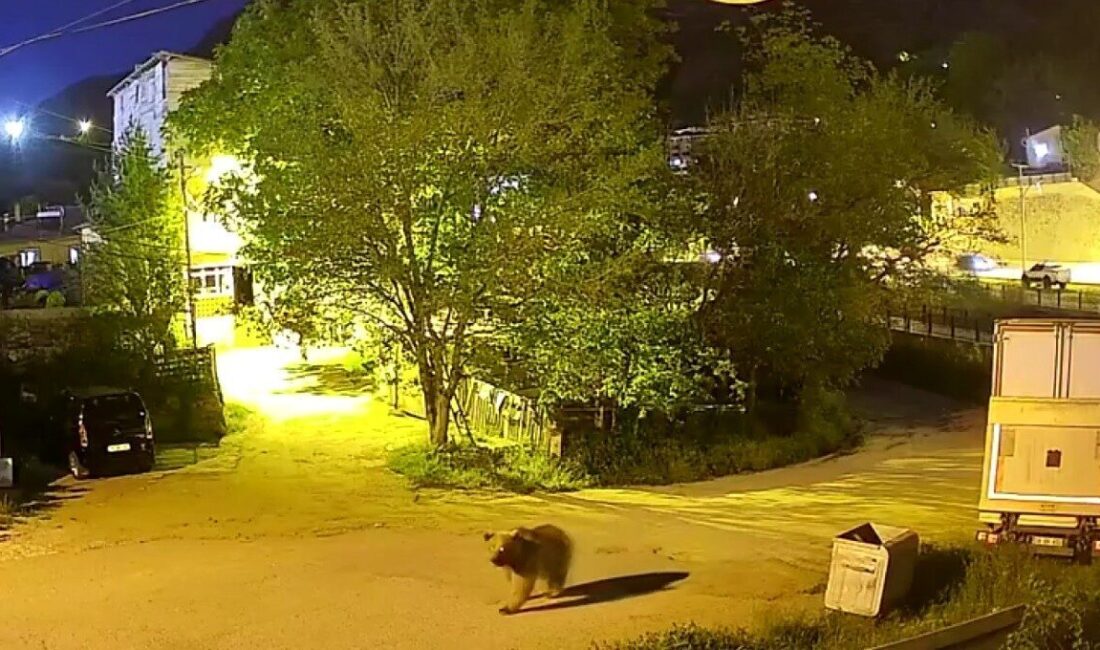 Gümüşhane’de bir yetişkin ayının mahalle arasında yiyecek aradığı anlar güvenlik