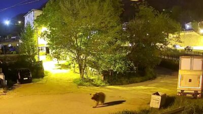 Gümüşhane’de bir yetişkin ayının mahalle arasında yiyecek aradığı anlar güvenlik