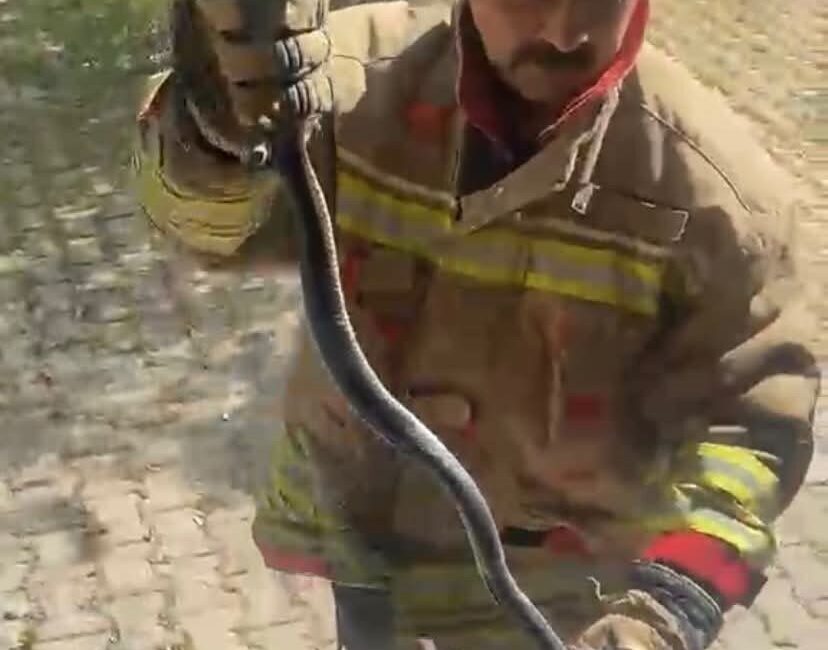 Hatay’da, hava sıcaklığının etkisiyle yılanların sıklıkla ortaya çıktığı belirtildi. Defne