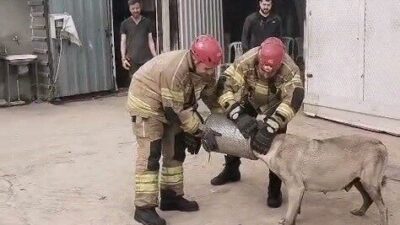 Bursa’nın İnegöl ilçesinde gerçekleşen olayda, bir gebe sokak köpeği başını