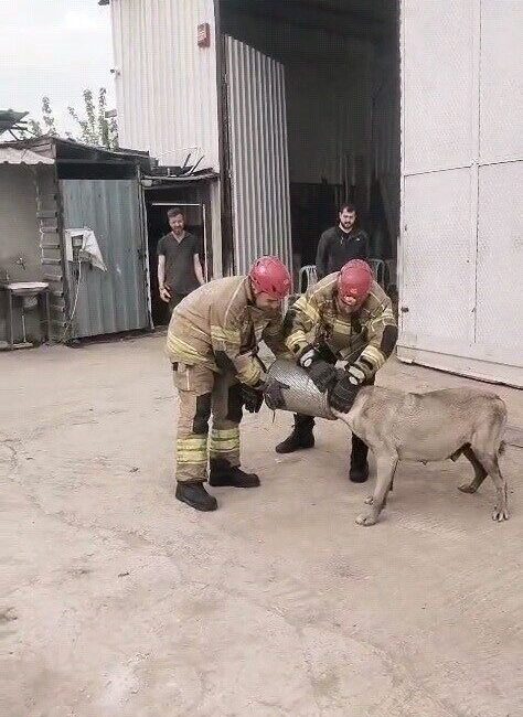 Bursa’nın İnegöl ilçesinde gerçekleşen olayda, bir gebe sokak köpeği başını