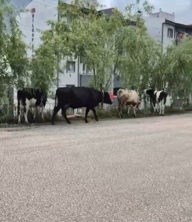 Bilecik ilinde düzenlenen hayvan pazarından kaçan büyükbaş hayvanlar, şehirde gezinti