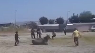 Balıkesir’in Gönen ilçesinde bulunan hayvan pazarında meydana gelen olayda, kaçan