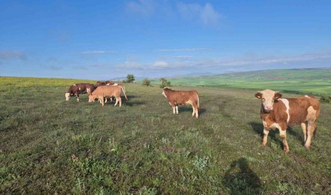 Yozgat ilinde bir köyde yaşayan bir vatandaş, 112 Acil Çağrı