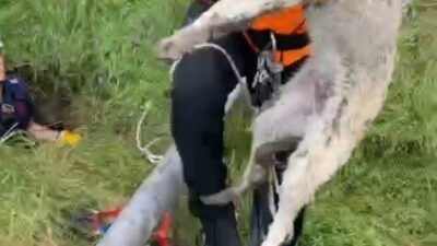 Isparta’da, kapağı açık unutulan foseptik çukura düşen bir yavru köpek