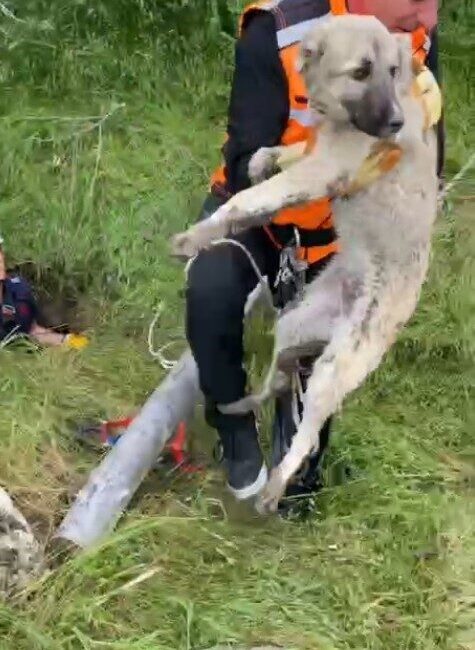 Isparta’da, kapağı açık unutulan foseptik çukura düşen bir yavru köpek