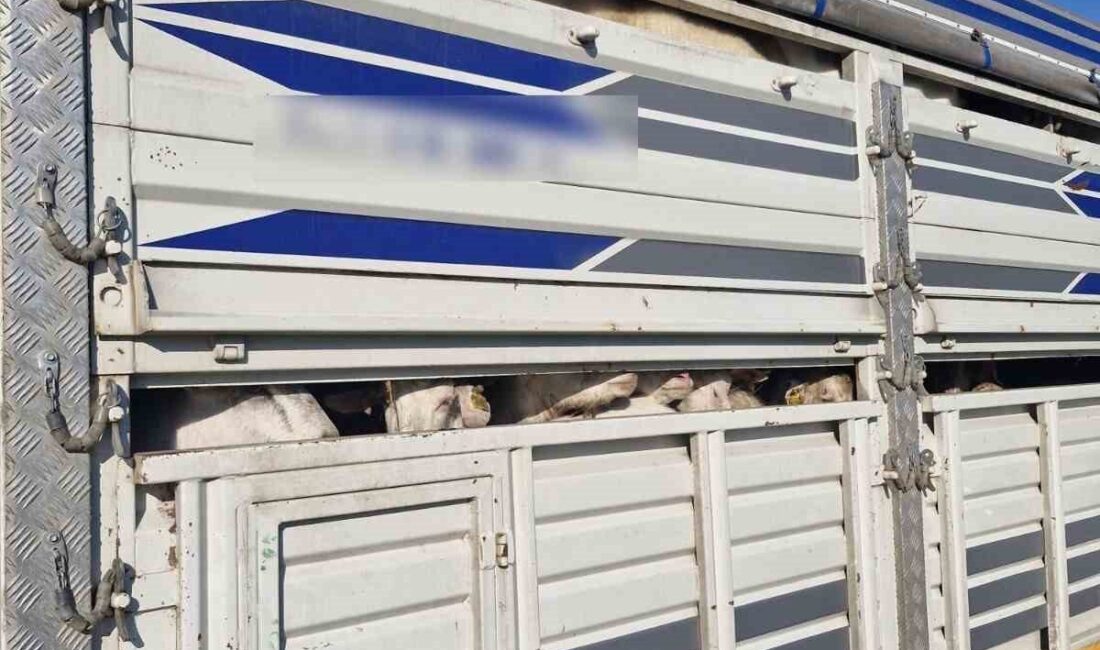 İstanbul’da TEM Otoyolu’nda yapılan kontrollerde, 126 kaçak kurbanlık hayvan ele